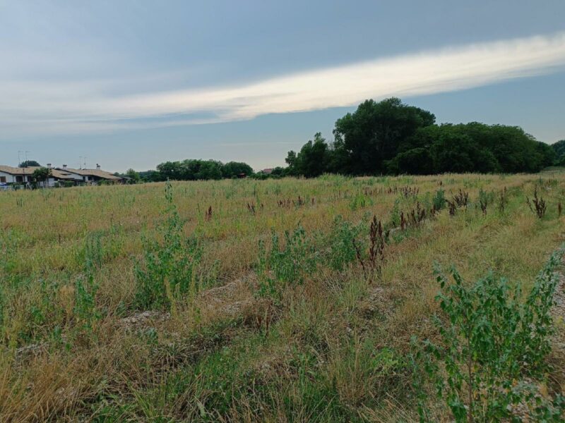 Ampio terreno agricolo con irrigazione predisposta e comodo accesso San Canzian d’Isonzo